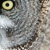 Laplanduil, Strix nebulosa van AGAMI Photo Agency