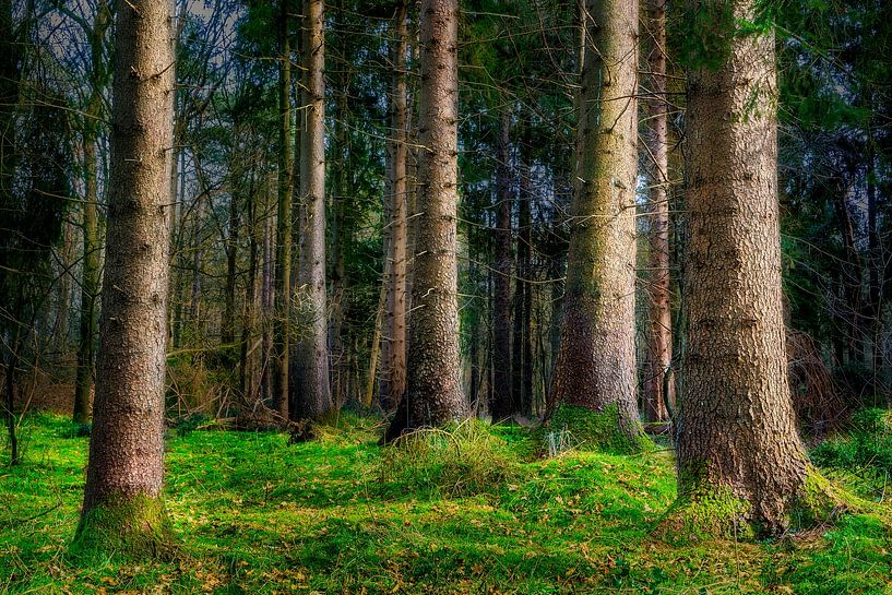 Forêts du parc national du Dwingeldeveld par Bea Budai