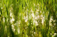 Bloemen in zomers grasveld van Marcel Alsemgeest thumbnail