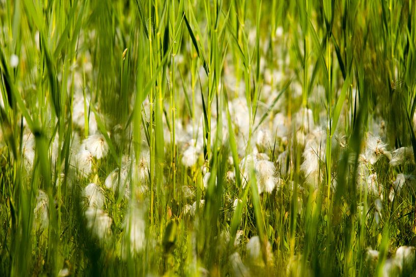 Fleurs dans la pelouse d'été par Marcel Alsemgeest