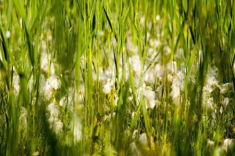 Bloemen in zomers grasveld van Marcel Alsemgeest