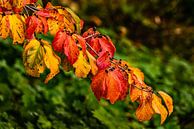 Zweig mit bunten Blättern im Herbst von Dieter Walther Miniaturansicht