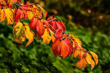 Branch with colorful leaves in autumn by Dieter Walther