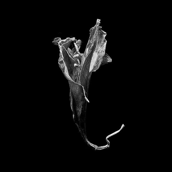 Amaryllis van Vers Licht Fotografie
