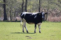 Zwartbonte koe in de wei