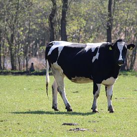 Zwartbonte koe in de wei van Anja Ruiter