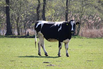 Zwartbonte koe in de wei van Anja Ruiter