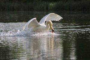 Cygne muet