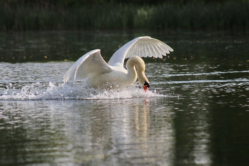 Mute Swan by John Kerkhofs
