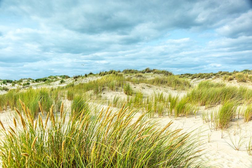 Paysage de dunes à Texel par Texel eXperience