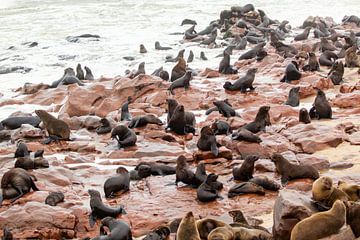 Kolonie zeeleeuwen aan de kust van Namibië van Simone Janssen