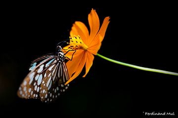 Papillon sur une fleur sur Ferdinand Mul