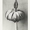 Vintage botanical study from 1928 by Affect Fotografie