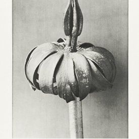 Botanische Studie aus dem Jahr 1928 von Affect Fotografie