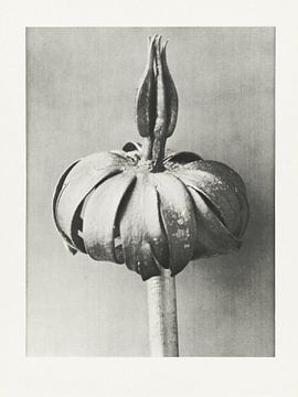 Vintage botanische studie uit 1928 van Affect Fotografie