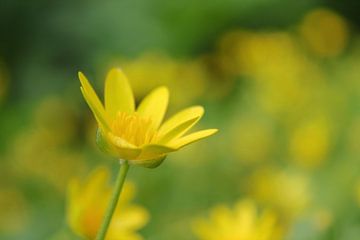 Celandine, an early spring bloomer 2 by Jaap Tanis