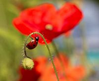 Ladybug on poppy