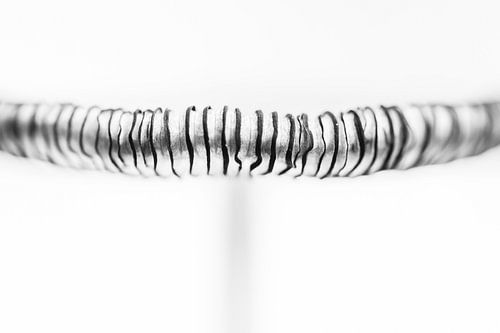 Paddenstoel Hazenpootje