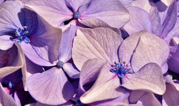 blauwe hortensia bloemen van Werner Lehmann