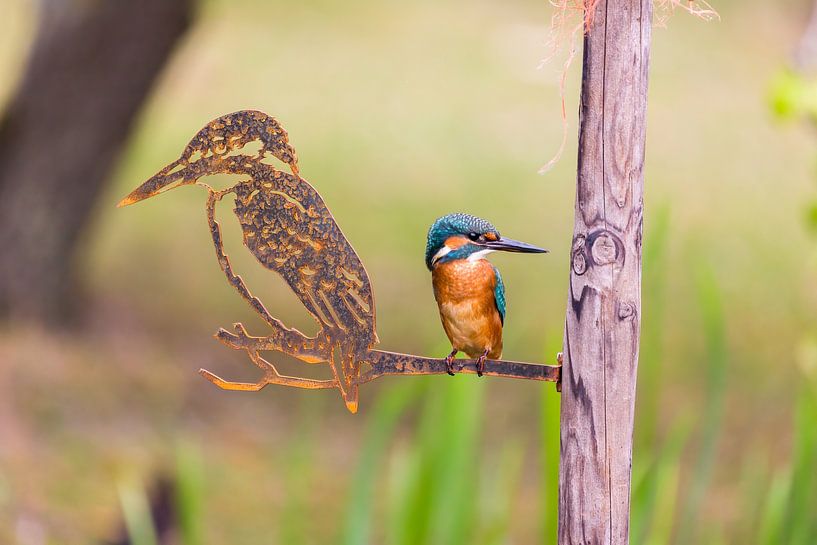 Eisvogel neben der Statue eines Eisvogels von Rob Coorens