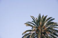 Golden palm (horizontal)