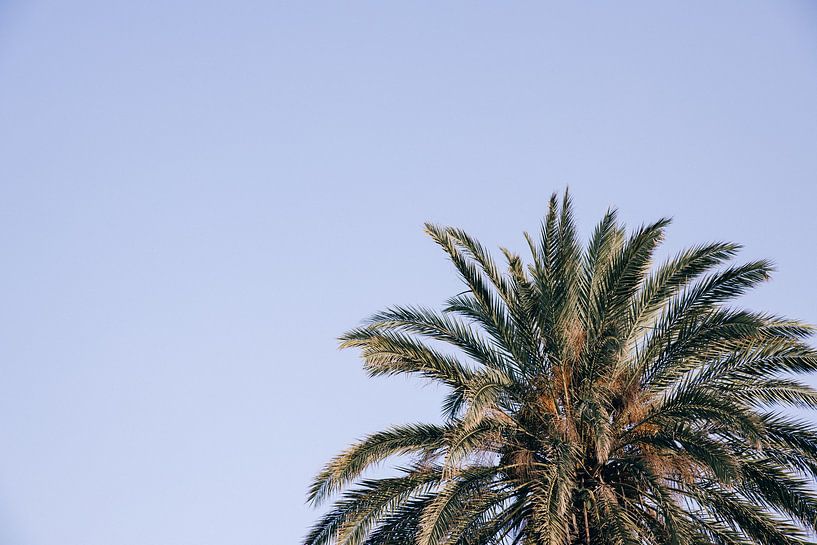 Gouden palm (horizontaal) van Daniel Houben