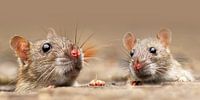 Die kleinen Ratten