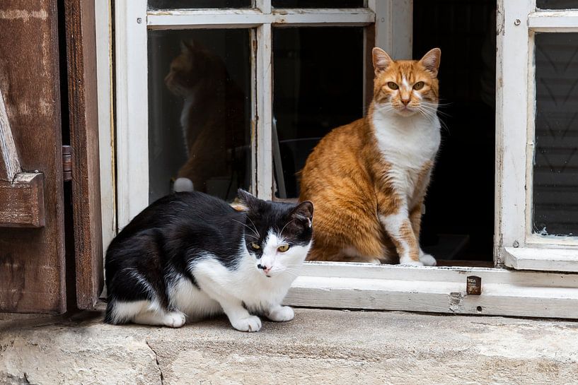 Zwei Katzen im Fenster Orleans von Daan Kloeg