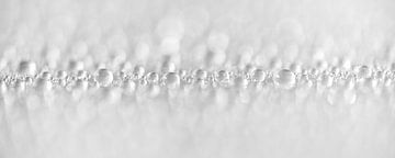 Panorama of water droplets