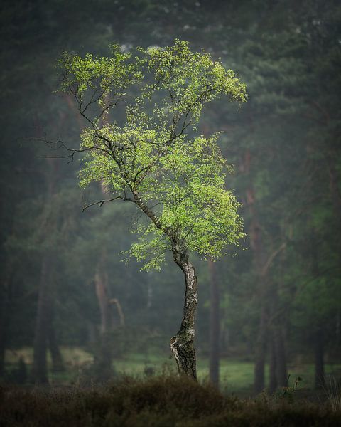 Neue Anfänge von John Goossens Photography