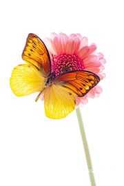 Een exotische vlinder op een bloem van Roland Brack