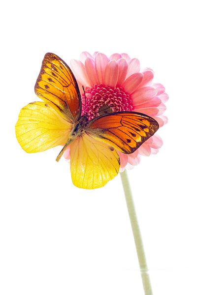 Ein Exotischer Schmetterling auf einer Blüte von Roland Brack