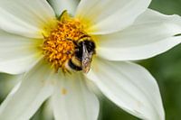 hommel op witte bloem