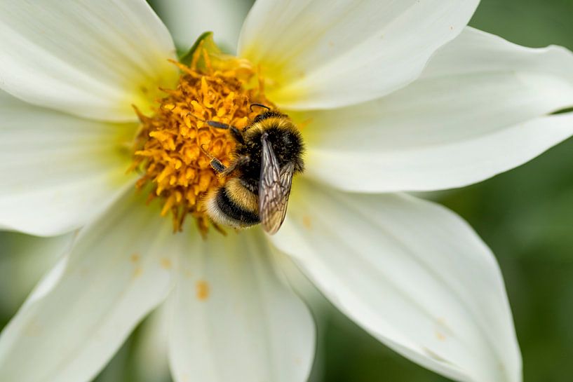 hommel op witte bloem van Ada van der Lugt