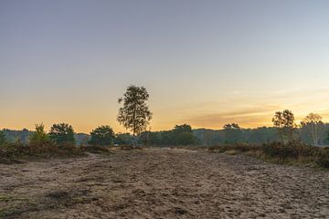 Pflanzen Sonnenuntergang Naturschutzgebiet Maashorst Uden Landschaft von Marc van den Elzen