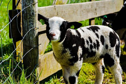 Lammetje in de wei