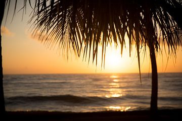 Palmboom tegen een zonsondergang op zee van Esther esbes - kleurrijke reisfotografie
