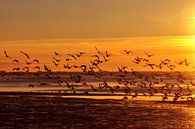 Meeuwen bij zonsondergang op Langeoog / Oost-Friesland Noordzee van Karl-Heinz Petersitzke thumbnail