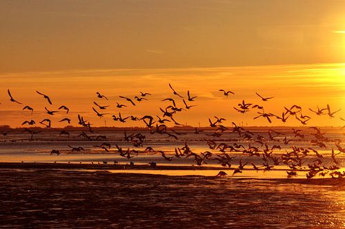 Meeuwen bij zonsondergang op Langeoog / Oost-Friesland Noordzee