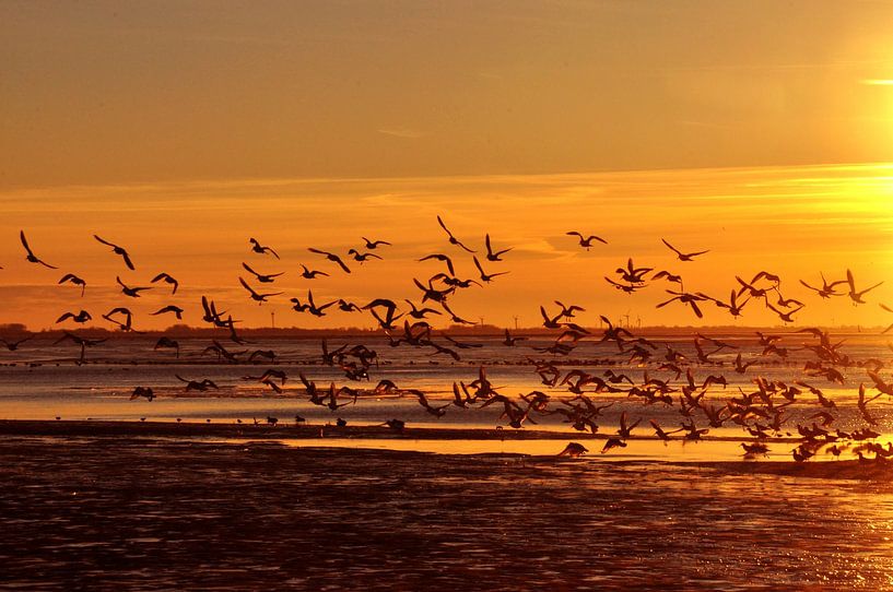 Meeuwen bij zonsondergang op Langeoog / Oost-Friesland Noordzee van Karl-Heinz Petersitzke
