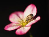 Blume mit einem Käfer von Christel Zûm Grotenhoff Miniaturansicht
