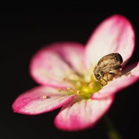 Blume mit einem Käfer von Christel Zûm Grotenhoff