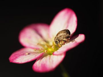 Fleur avec un scarabée sur Christel Zûm Grotenhoff