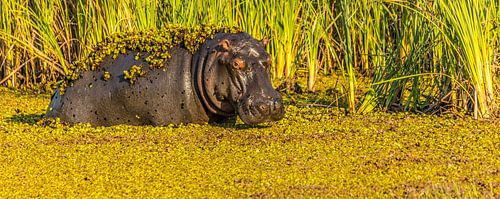 Even een badje nemen