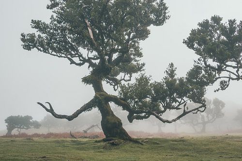 La marche lente de l'Ent III | Fanal | Madère
