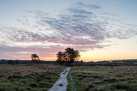 Heidestein-Bornia estate at sunrise by Peter Haastrecht, van