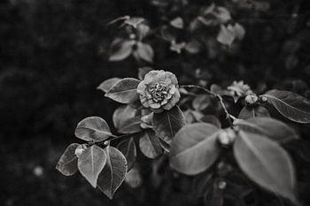 Black and White Rose Garden in Groningen