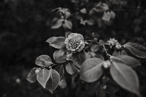 Schwarzer und weißer Rosengarten in Groningen