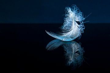Delicate Drop on a feather by Christa Thieme-Krus