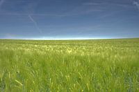 Grain landscape